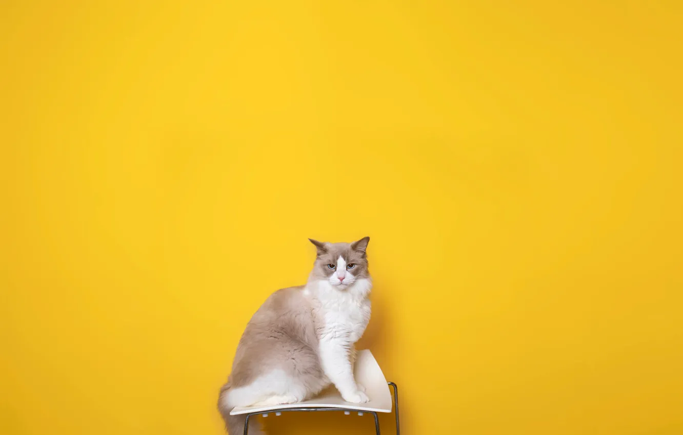 Фото обои кошка, кот, взгляд, поза, стул, мордашка, желтый фон