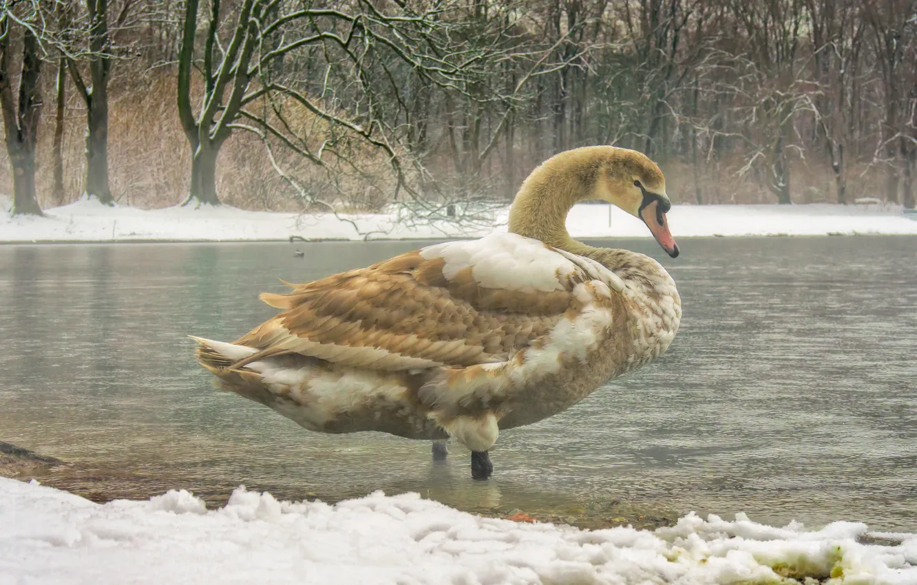 Фото обои зима, снег, деревья, птицы, пруд, птица, берег, лебедь