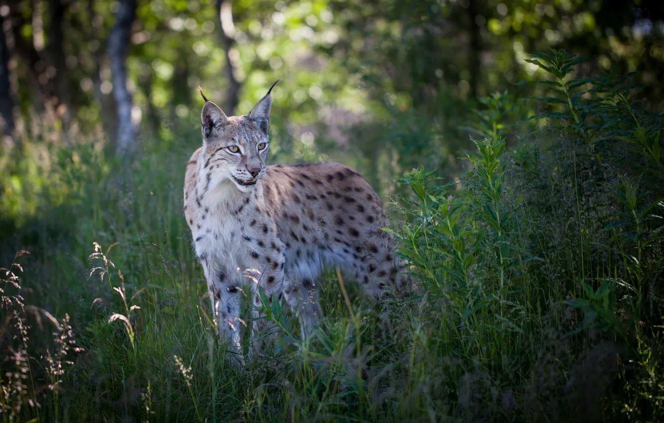 Фото обои лес, лето, трава, природа, хищник, рысь