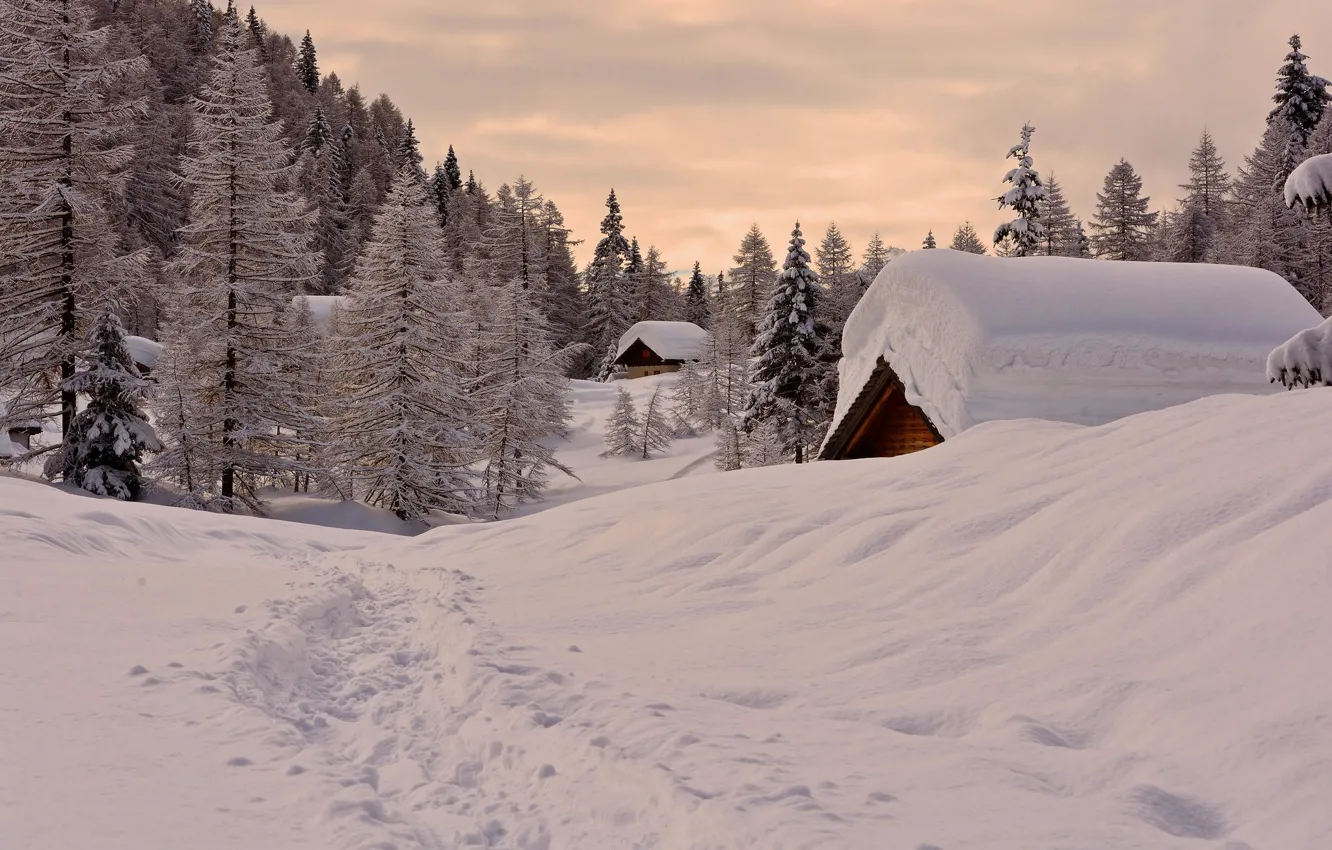 Фото обои зима, лес, снег, дома
