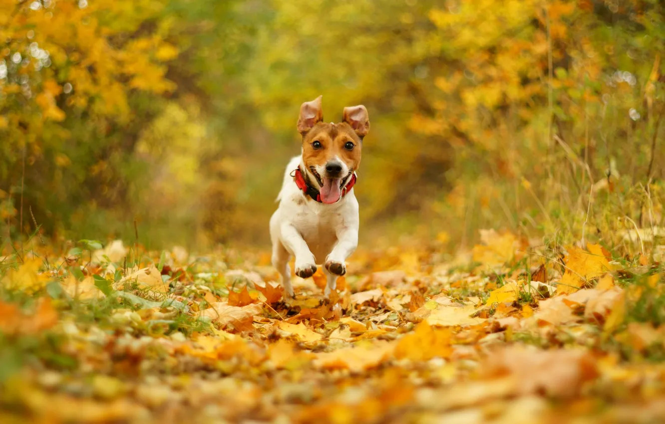 Фото обои осень, радость, природа, листва, скорость, собака, бег, пасть