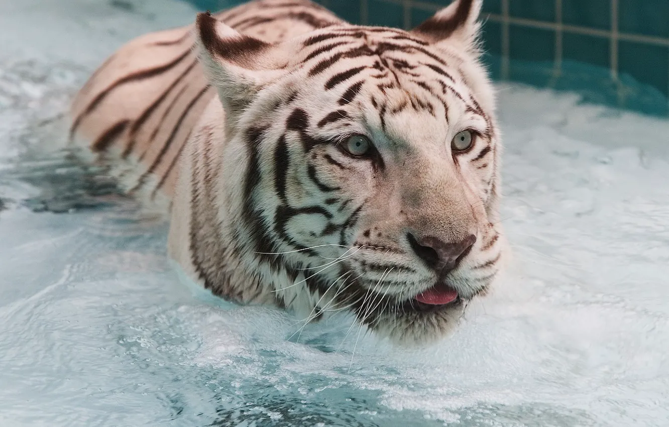 Фото обои белый, вода, тигр