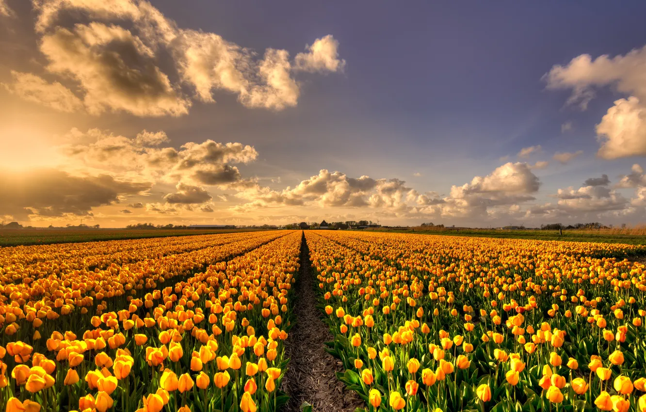 Фото обои поле, небо, солнце, облака, свет, цветы, красота, весна