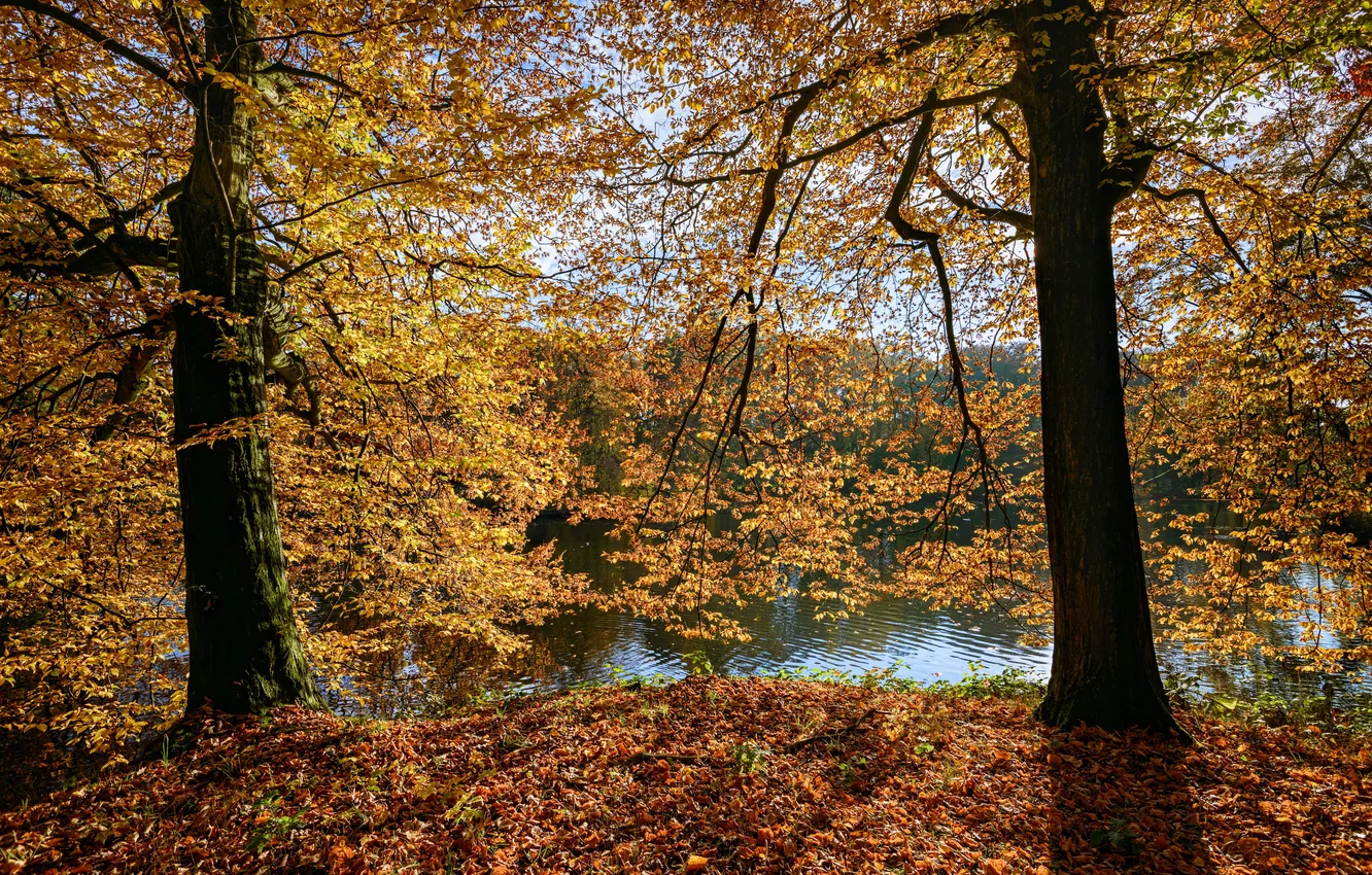 Фото обои осень, листья, солнце, деревья, ветки, парк, река, желтые
