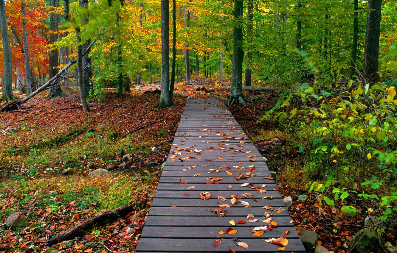 Фото обои осень, лес, листья, Природа, мостик