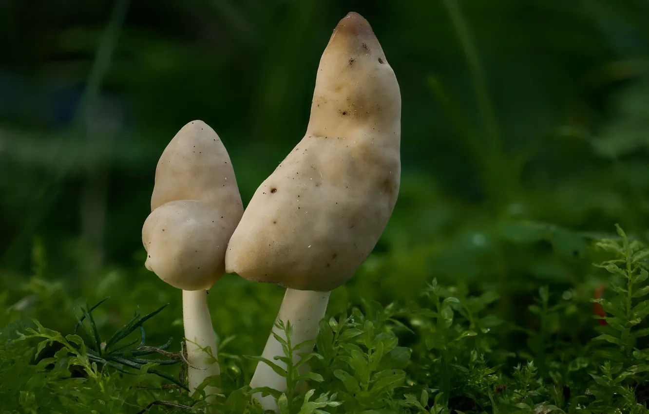 Фото обои осень, грибы, пара, Beat Buetikofer
