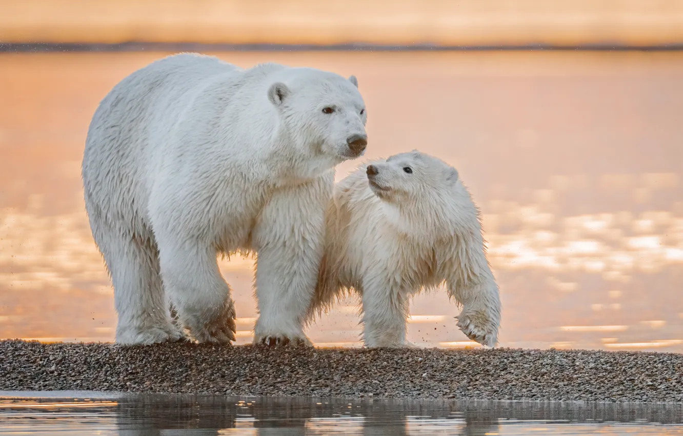 Фото обои вода, Аляска, медвежонок, детёныш, белые медведи, медведица, полярные медведи