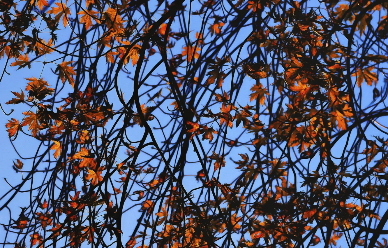 Фото обои autumn, leaves, branches