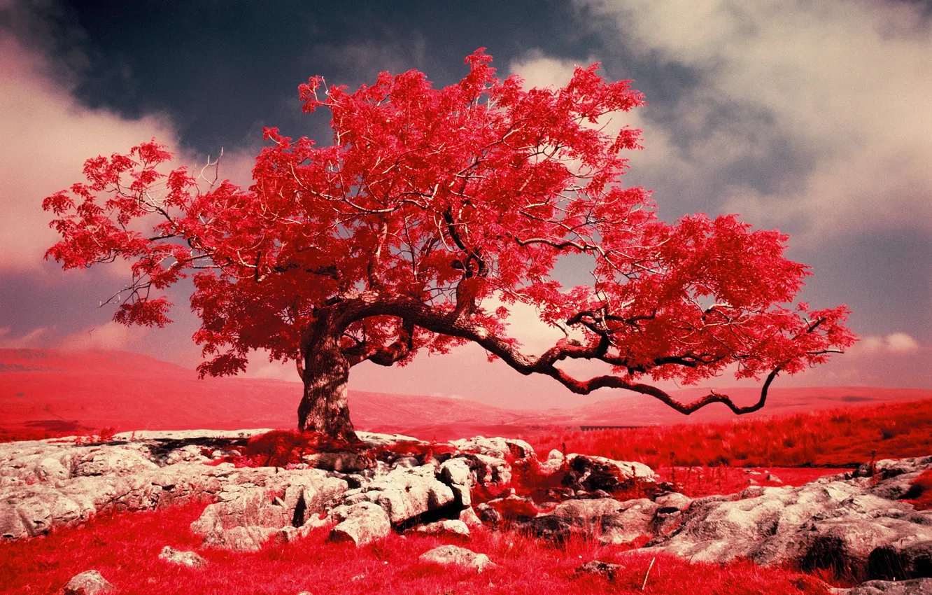 Фото обои трава, деревья, горы, скалы, краски, фильтр