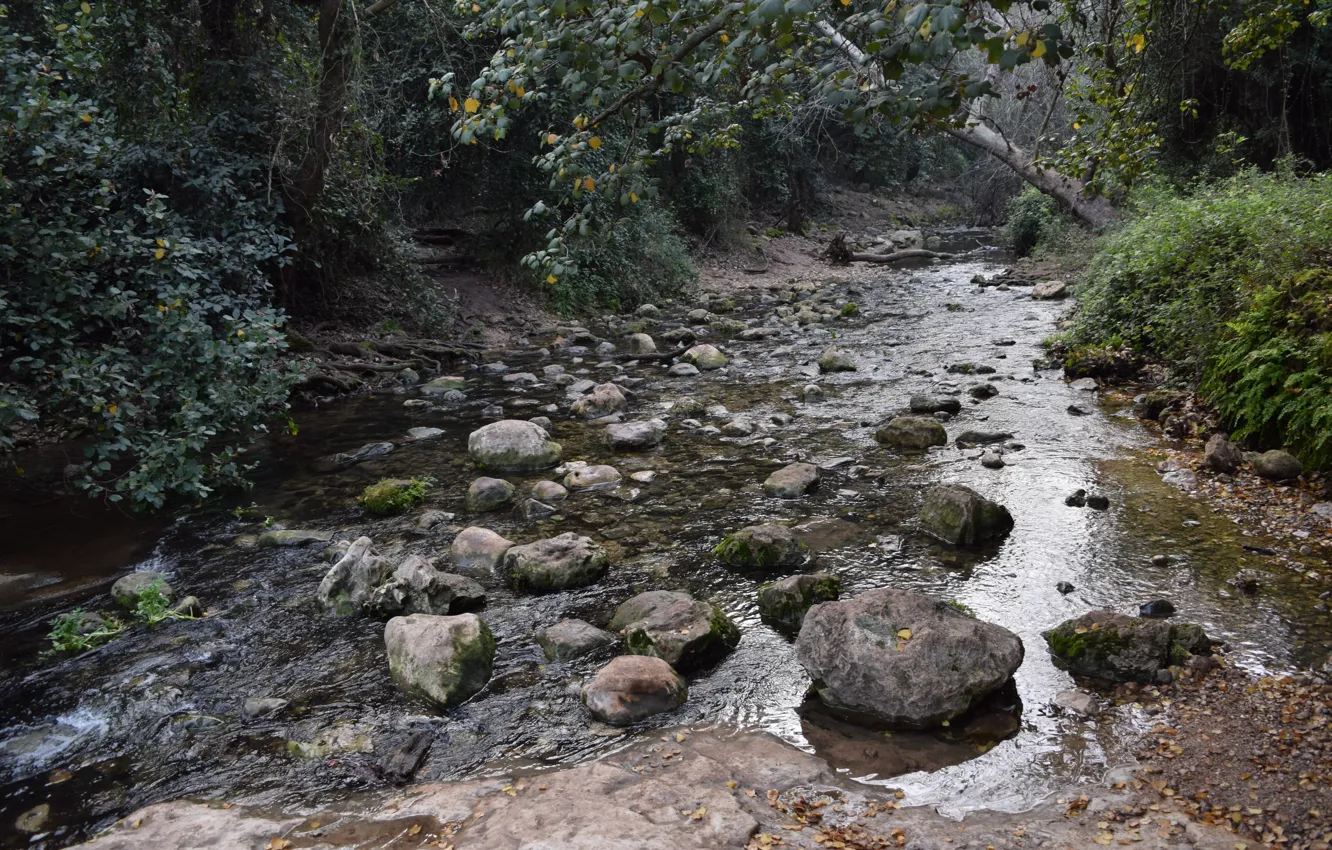 Фото обои Nature, Green, Water, Wild, River, Forest, Israel, Nofilter