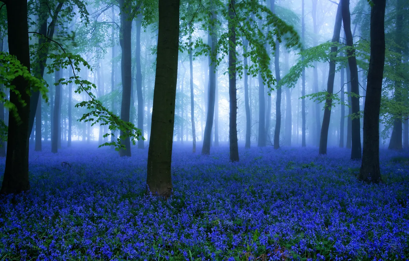 Фото обои лес, цветы, весна, Misty Bluebells
