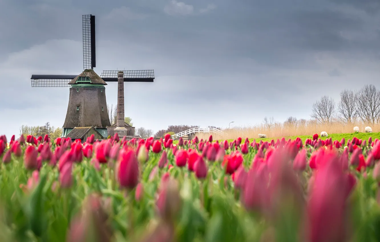 Фото обои поле, цветы, весна, тюльпаны, Нидерланды