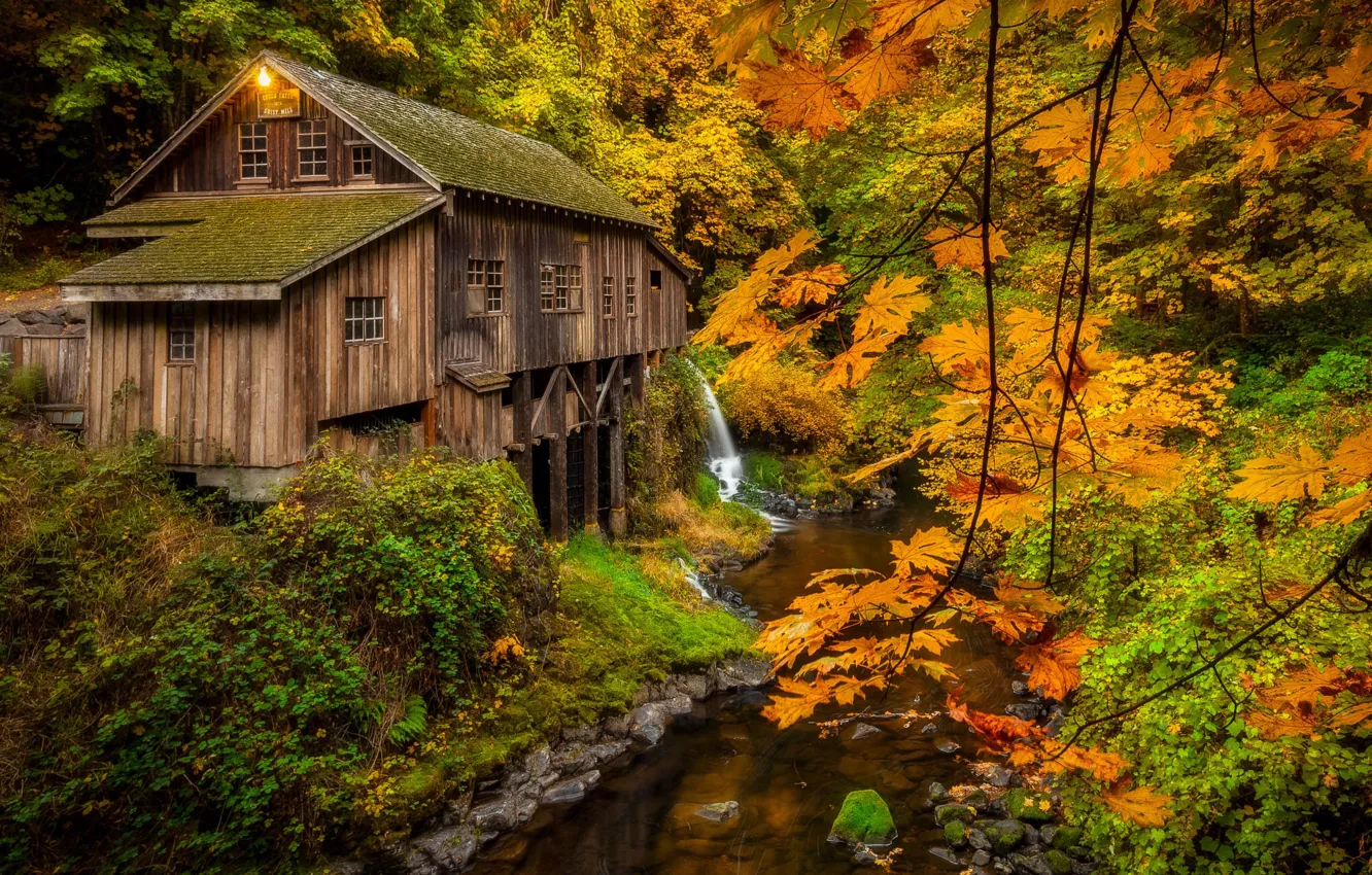 Фото обои осень, лес, деревья, ветки, заросли, листва, вид, мельница