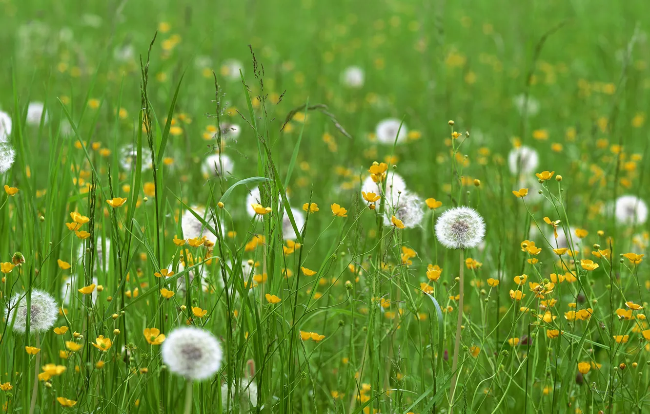 Фото обои поле, трава, цветы, одуванчики