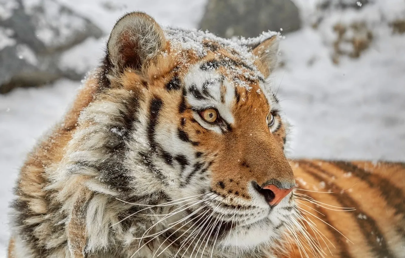Фото обои зима, взгляд, морда, снег, тигр, фон, портрет, снегопад