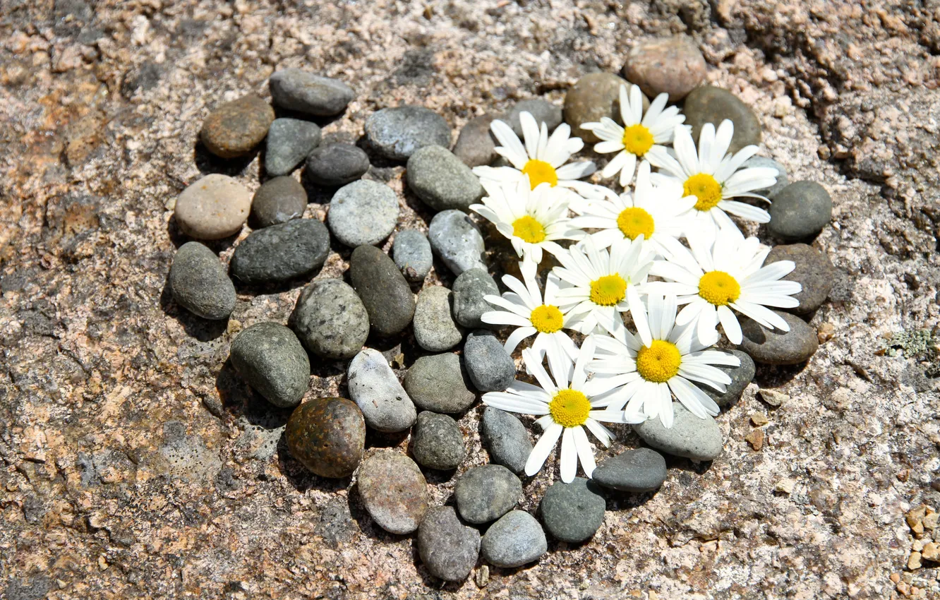 Фото обои природа, сердце, ромашки, цветочки, камешки