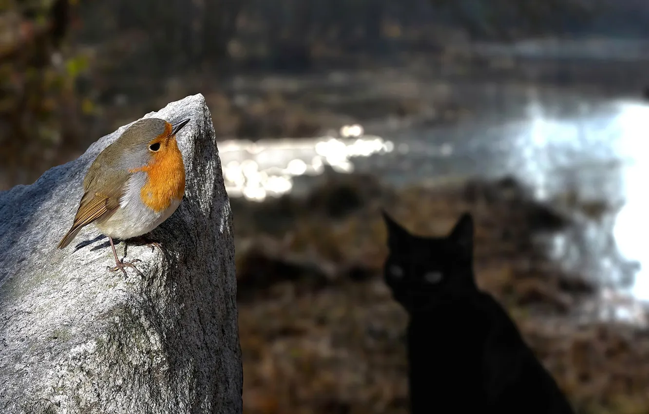 Фото обои кот, взгляд, опасность, камень, птичка, маленькая