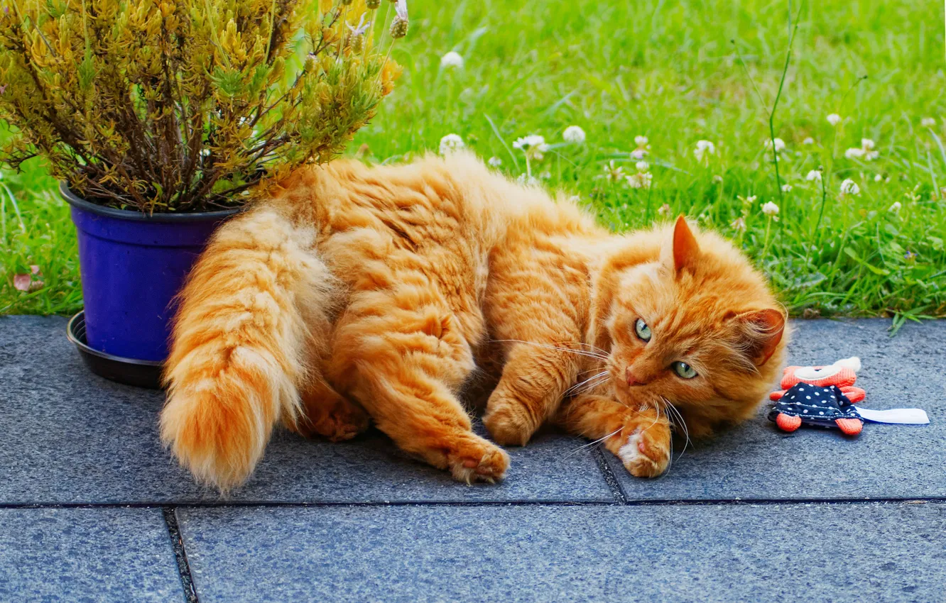 Фото обои зелень, кошка, трава, кот, поза, плитка, игрушка, растение