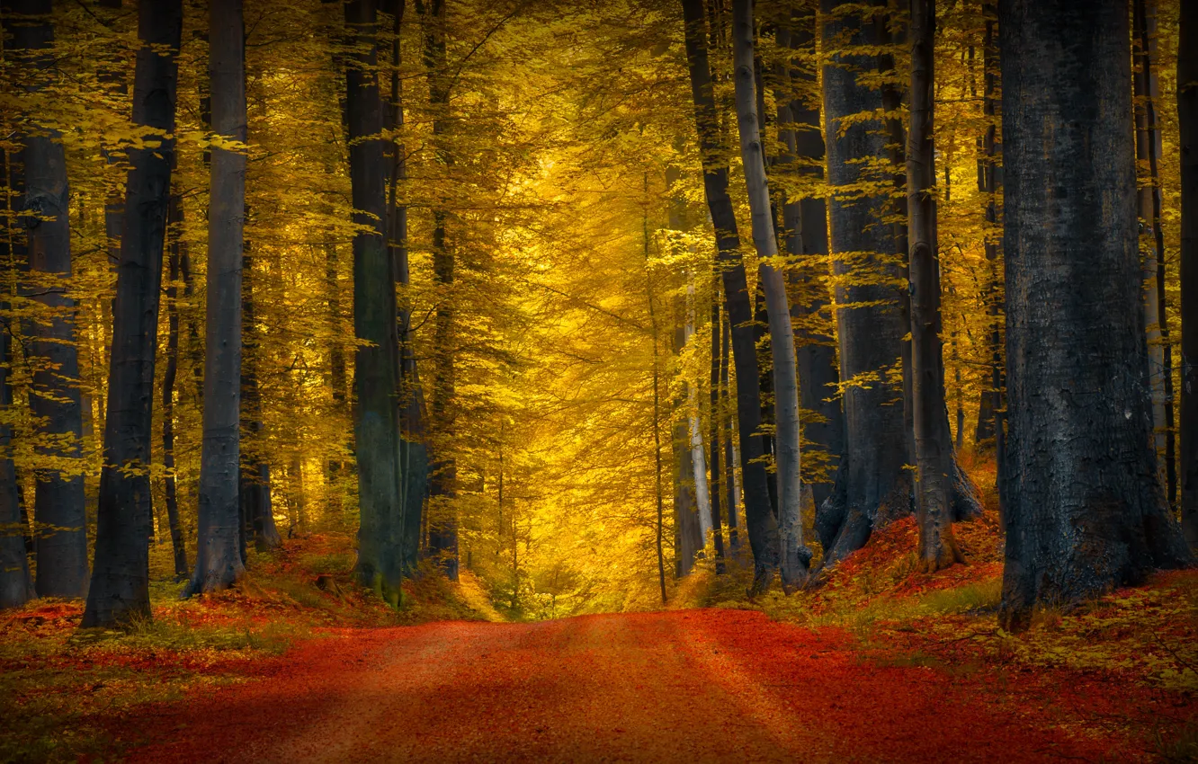 Фото обои дорога, лес, деревья, природа