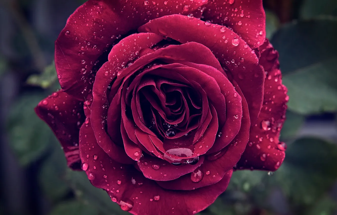 Фото обои мокро, капли, макро, роза