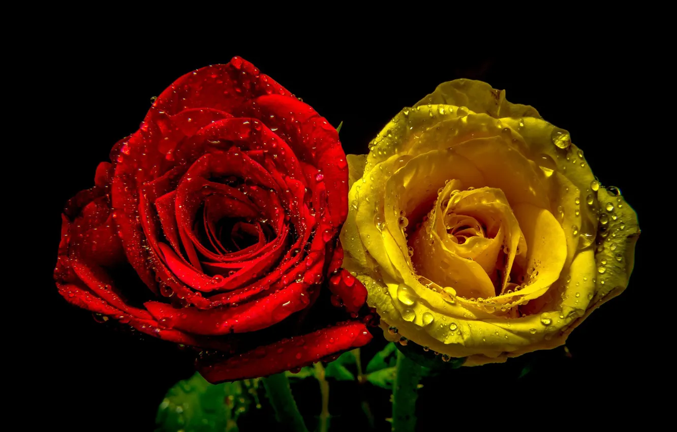 Фото обои капли, розы, пара