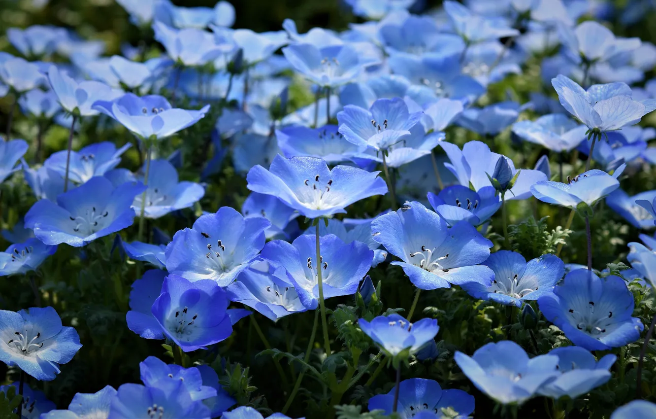 Фото обои цветы, поляна, голубые, много, немофила