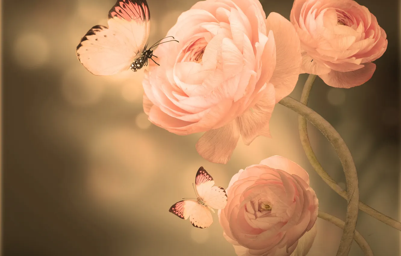 Фото обои бабочки, лепестки, бутоны, цветение, азиатский лютик