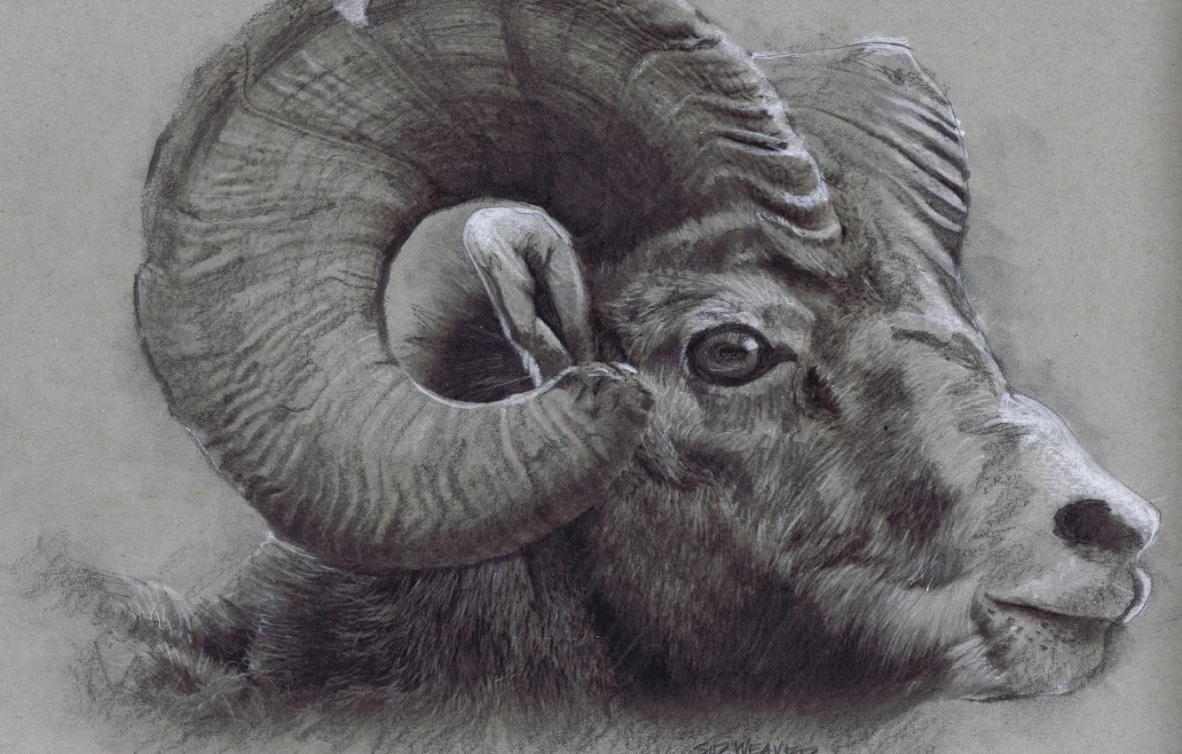 Фото обои horns, drawing, head, Bighorn Ram
