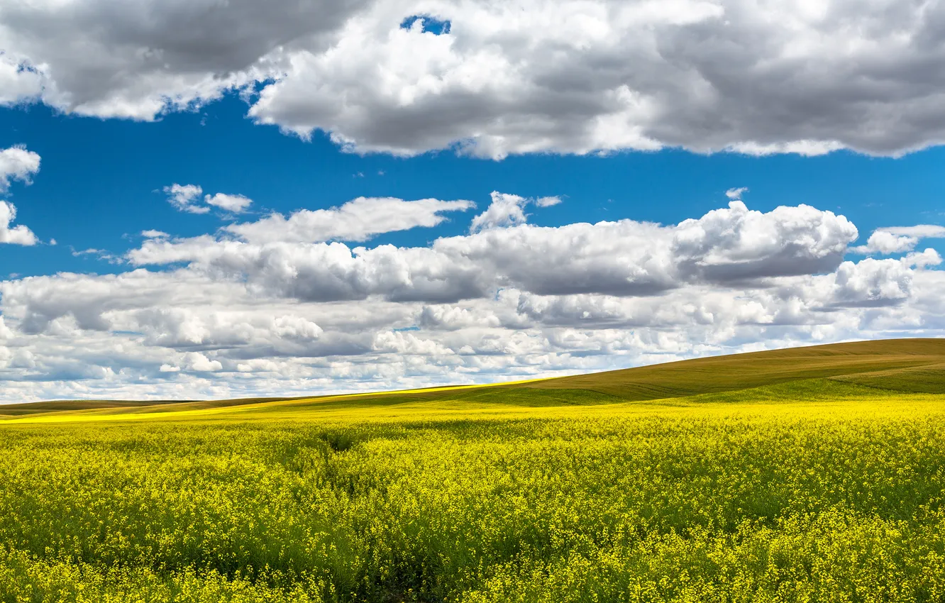 Фото обои поле, лето, небо, облака, цветы, желтые, рапс