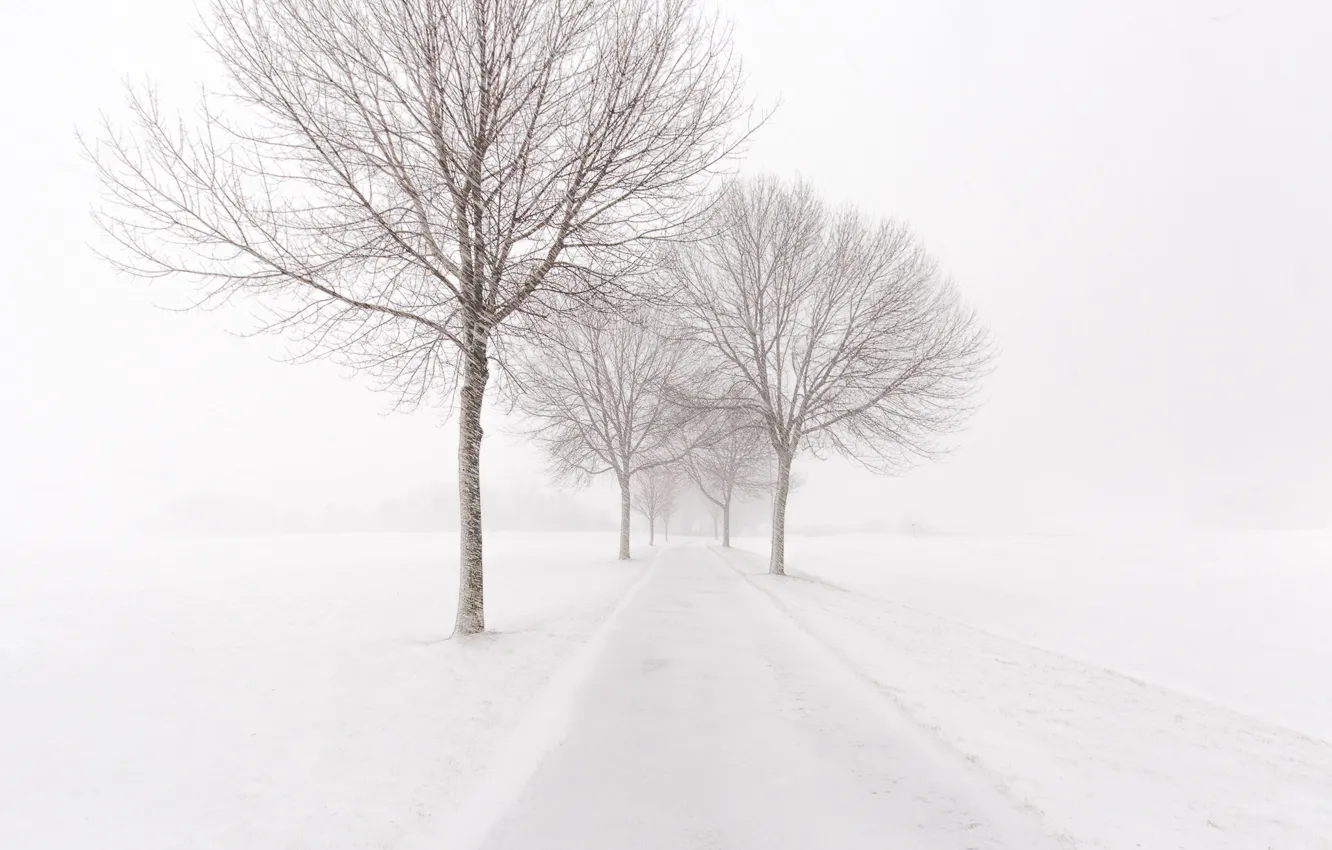 Фото обои зима, дорога, снег, деревья, туман