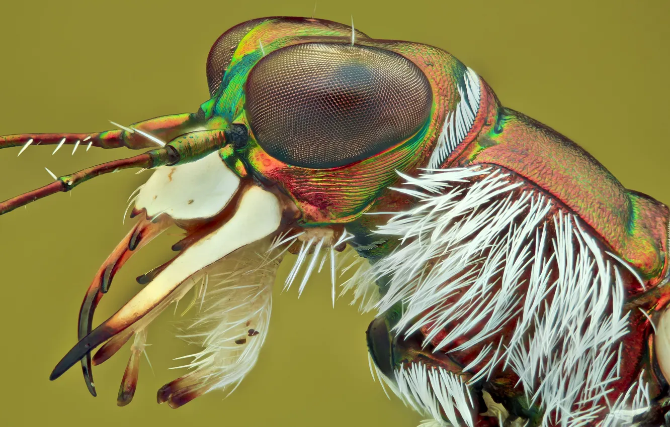 Фото обои макро, фон, портрет, насекомое