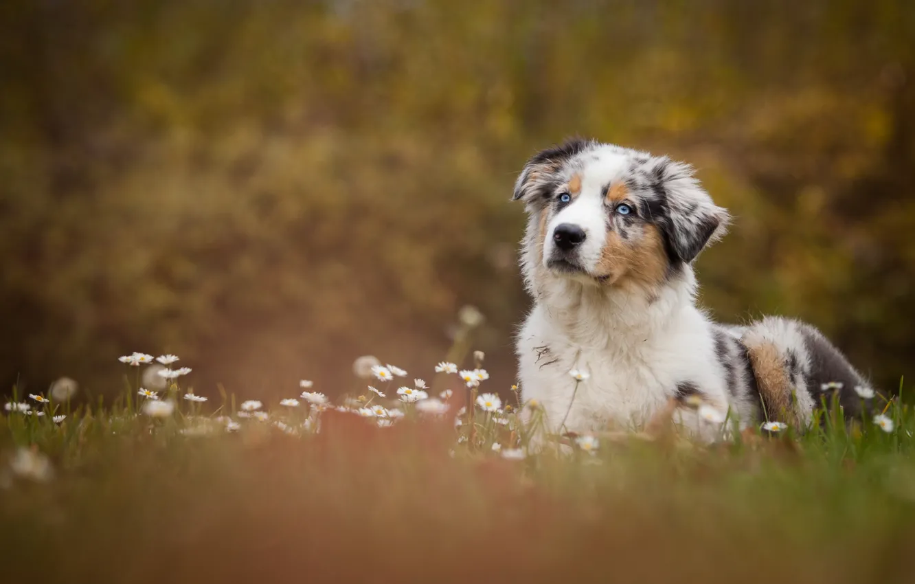 Фото обои цветы, поляна, ромашки, собака, луг, щенок, обои от lolita777, аусси