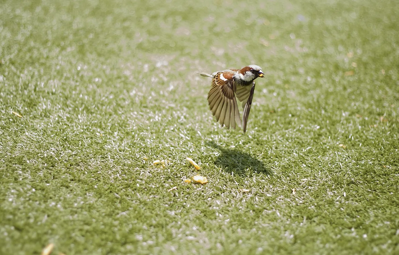 Фото обои трава, полет, движение, птица, крылья, воробей, птичка, боке