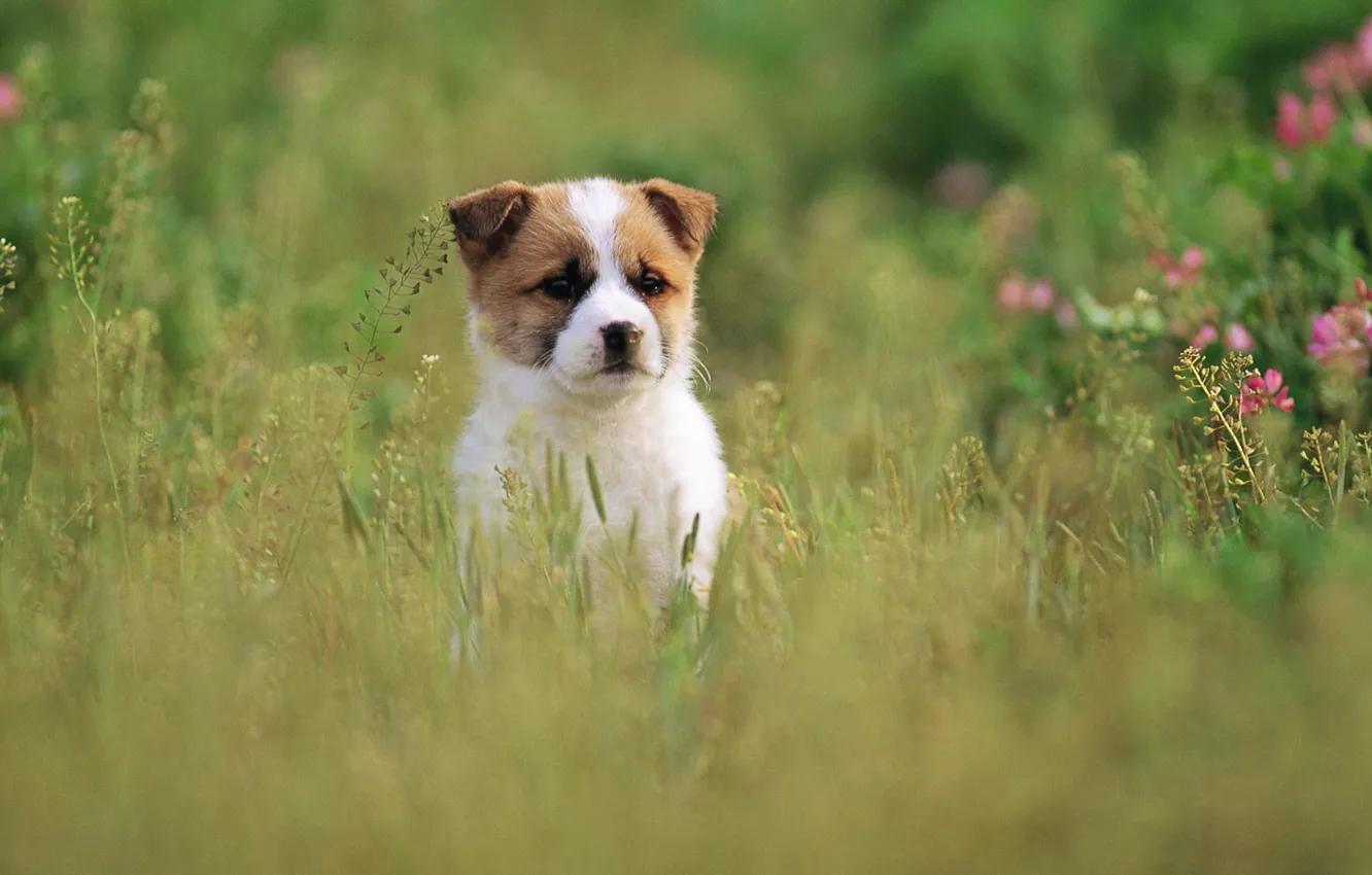 Фото обои трава, собака, щенок