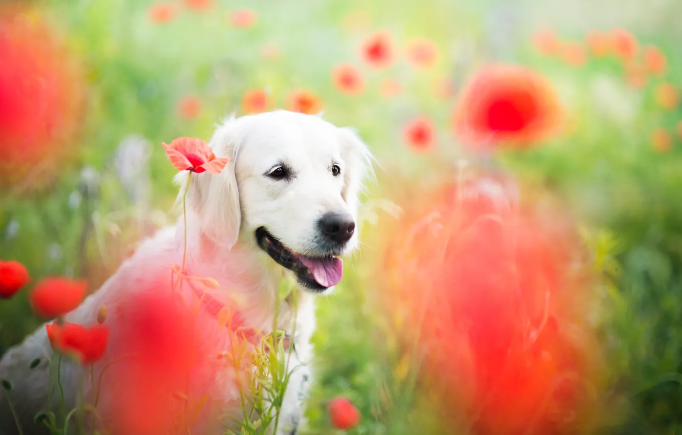 Фото обои поле, цветы, природа, животное, маки, собака, пёс