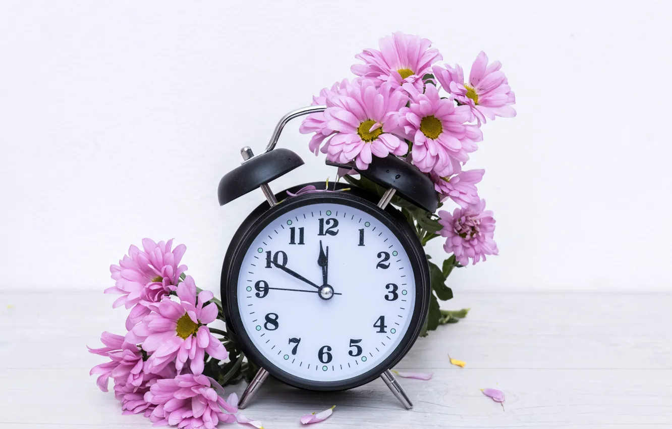 Фото обои цветы, стол, часы, лепестки, будильник, белый фон, розовые, хризантемы