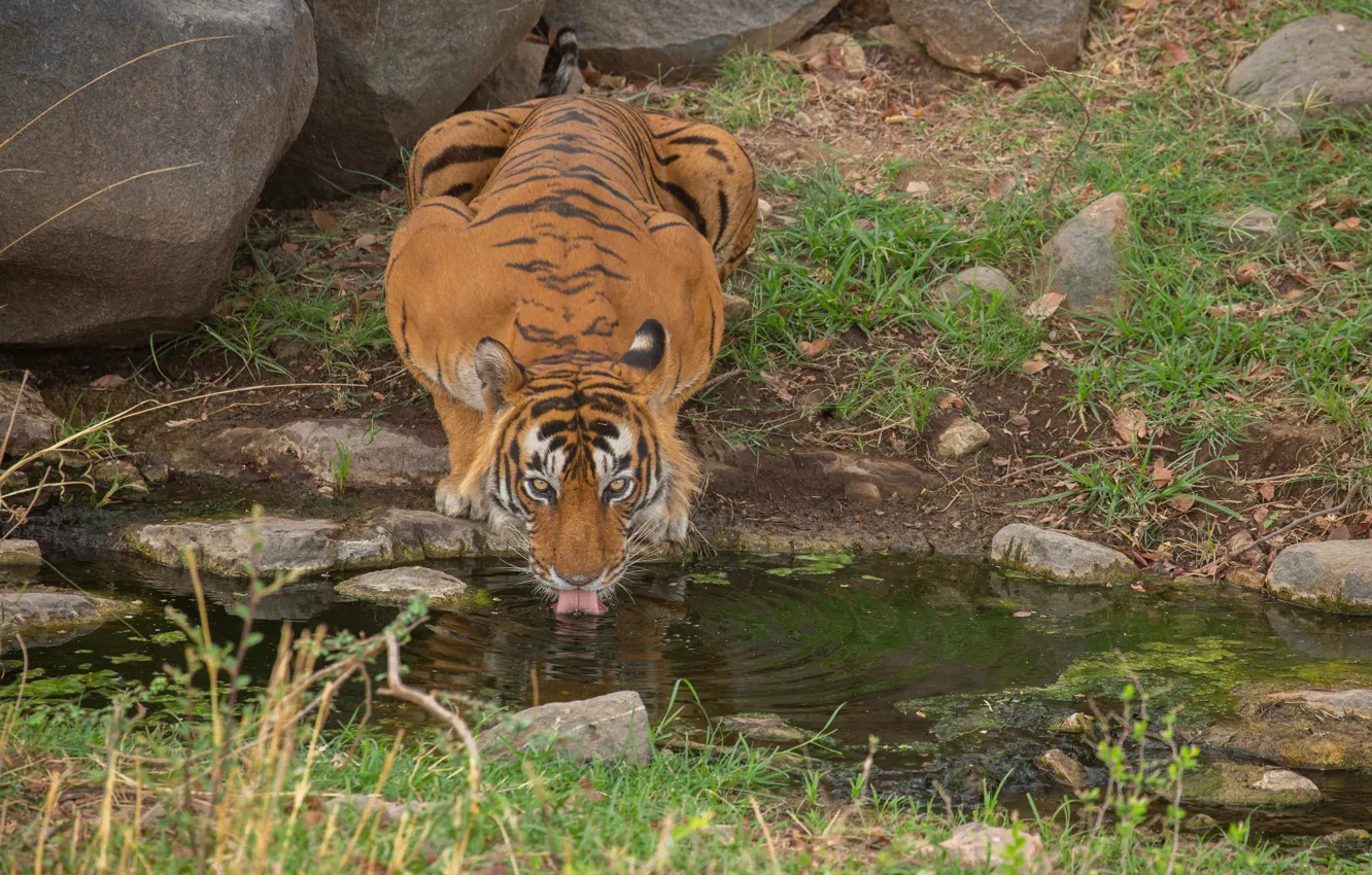 Фото обои Вода, Тигр, Хищник, Дикая кошка, Большая кошка, Пьёт