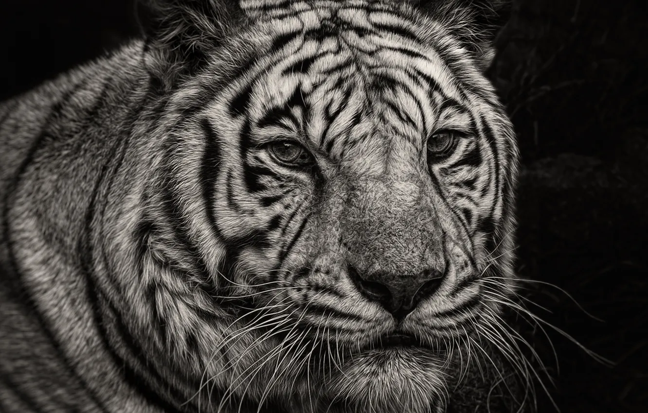 Фото обои взгляд, тигр, портрет