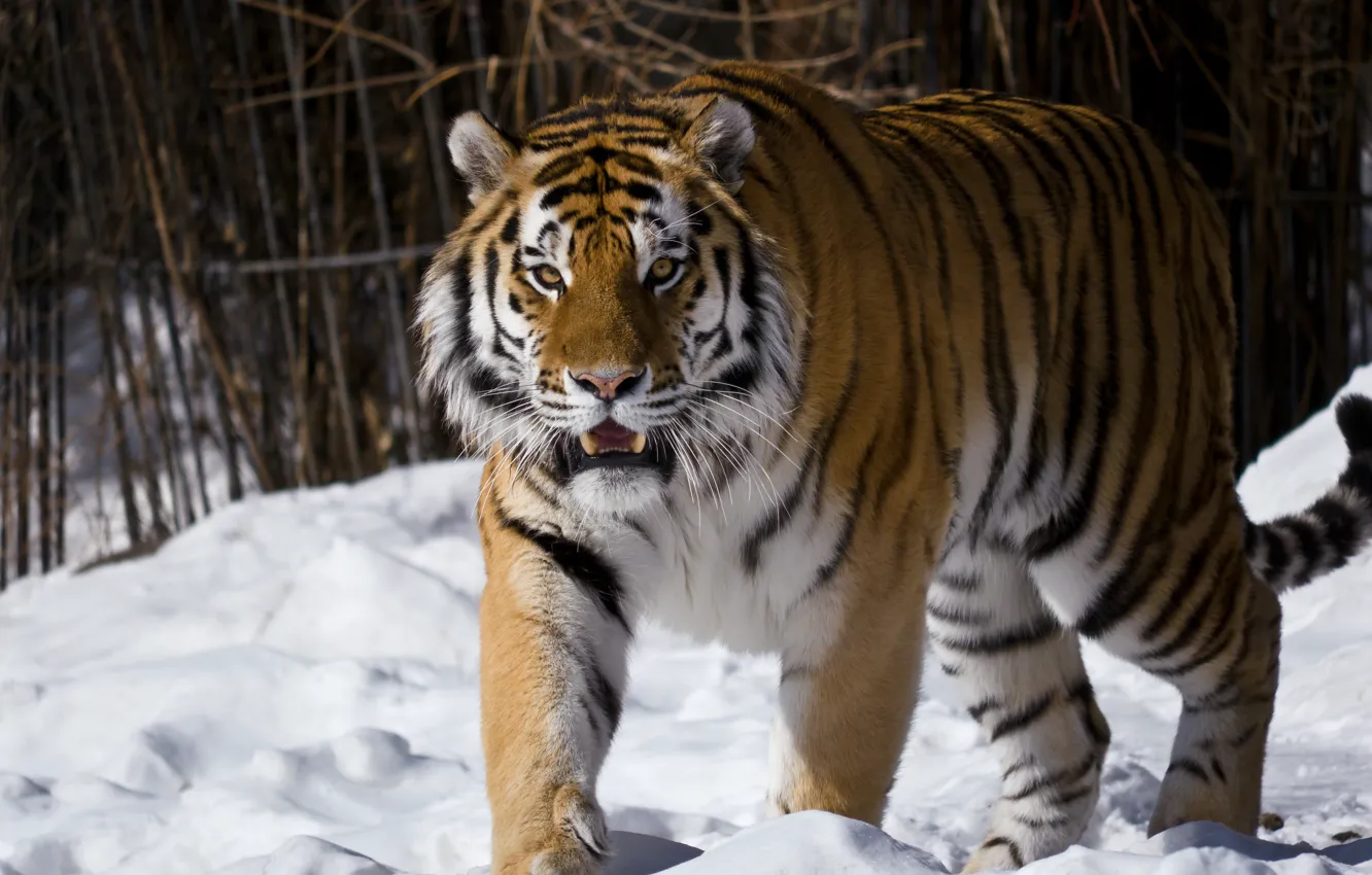 Фото обои взгляд, снег, Амурский тигр, Московский зоопарк