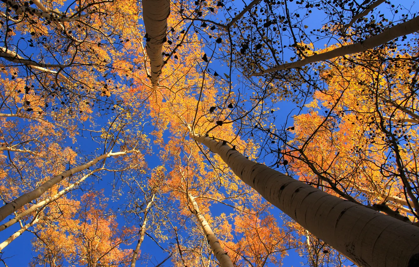 Фото обои осень, небо, листья, деревья, Колорадо, США, осина, Аспен