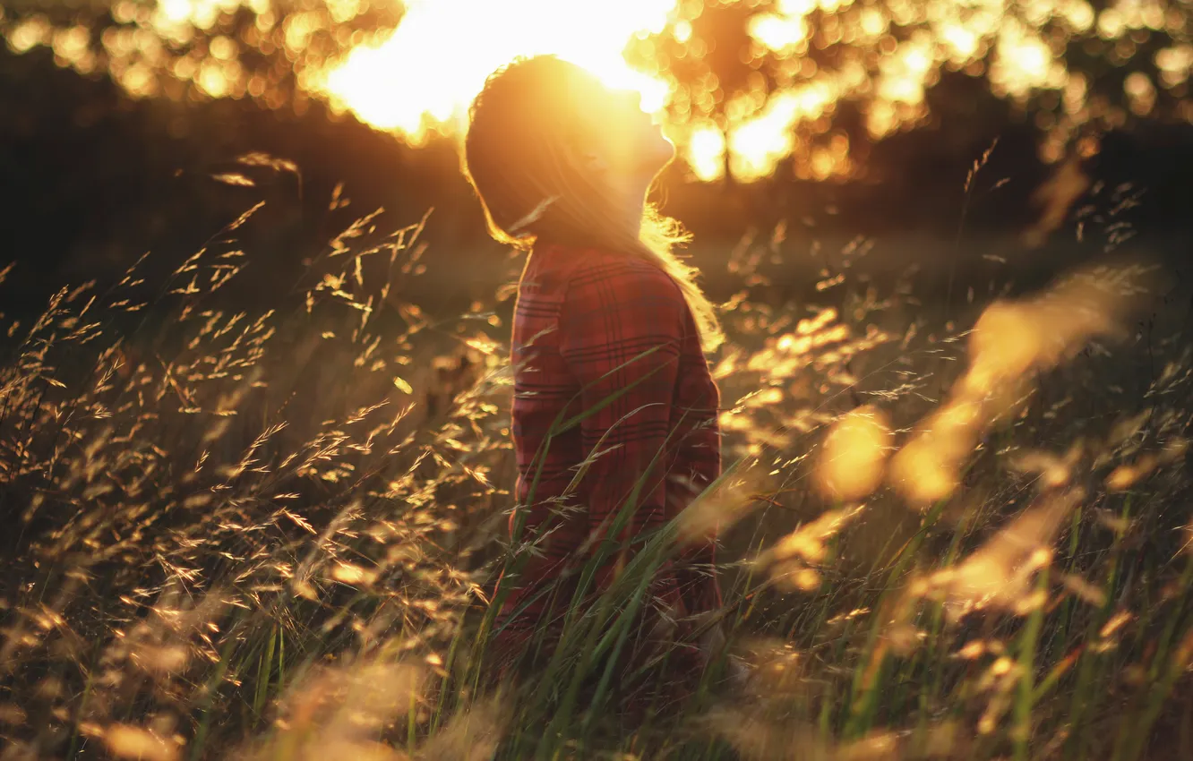 Фото обои поле, девушка, солнце, Golden Dreams