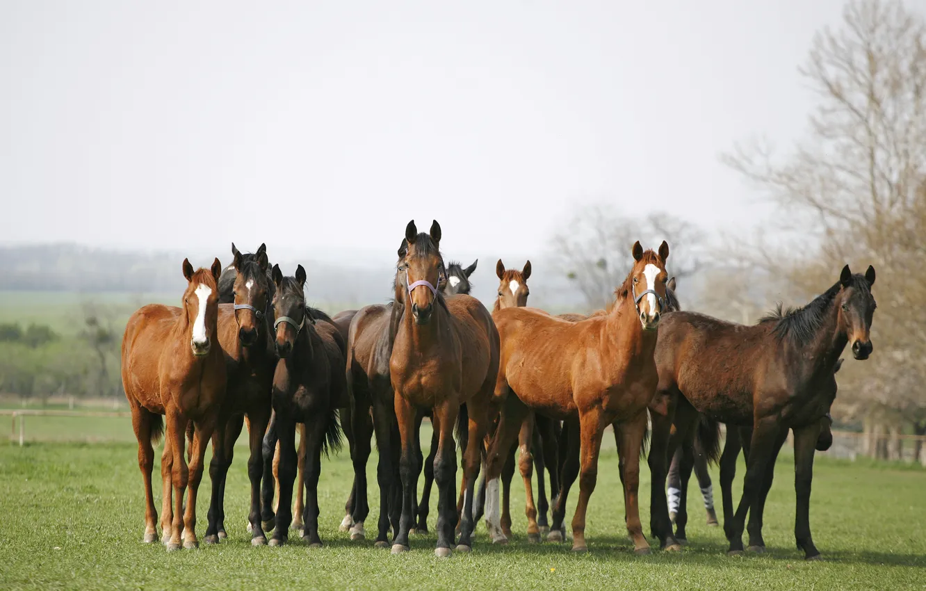 Фото обои поле, трава, кони, лошади, табун