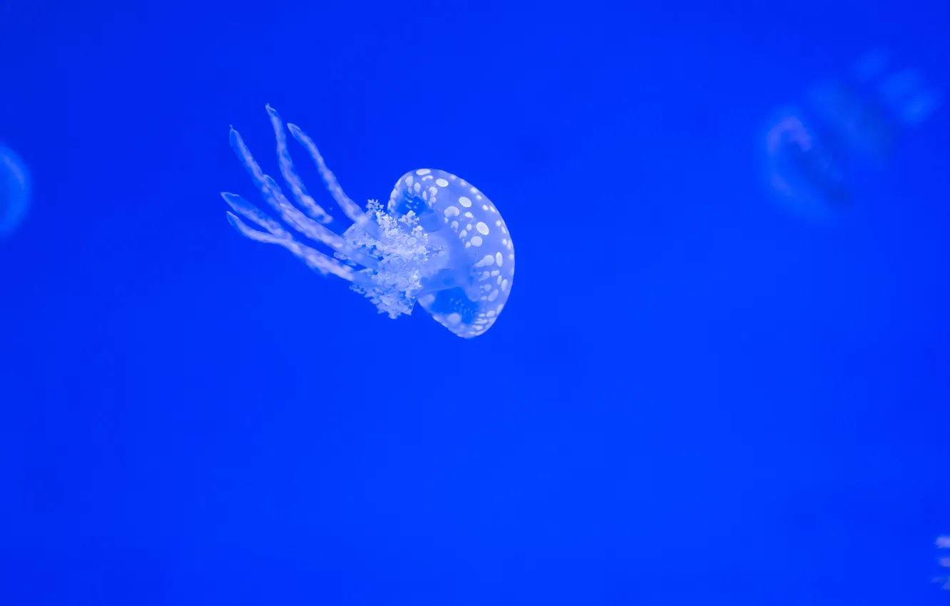 Фото обои макро, океан, медуза, подводный мир