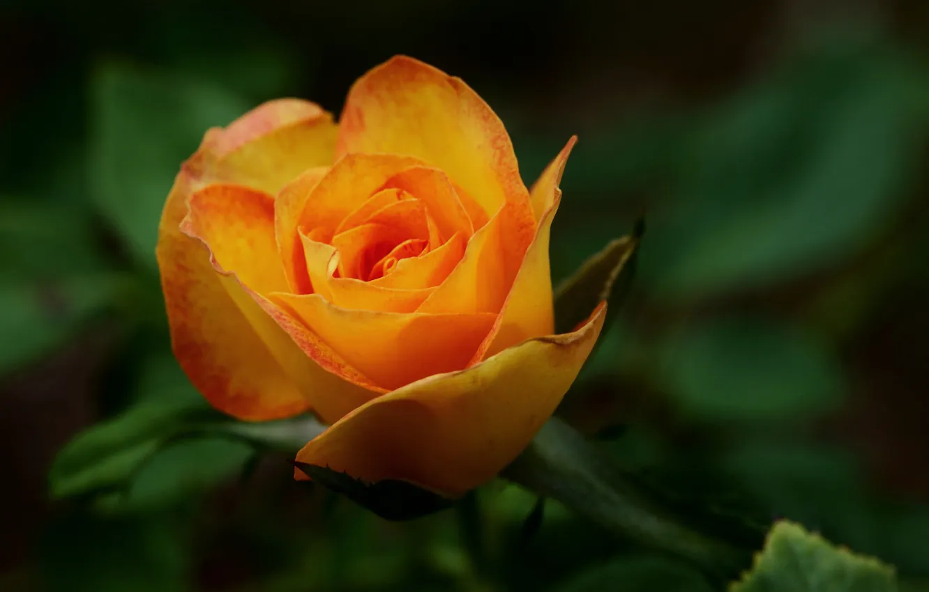Фото обои цветок, макро, оранжевый, роза