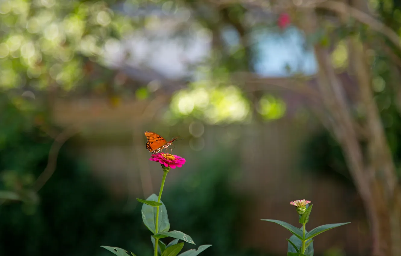 Фото обои цветок, бабочка, сад, стебель, насекомое