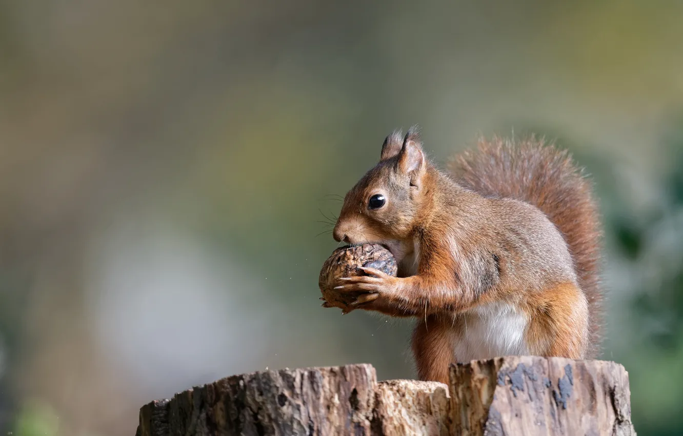 Фото обои пень, белка, орехи