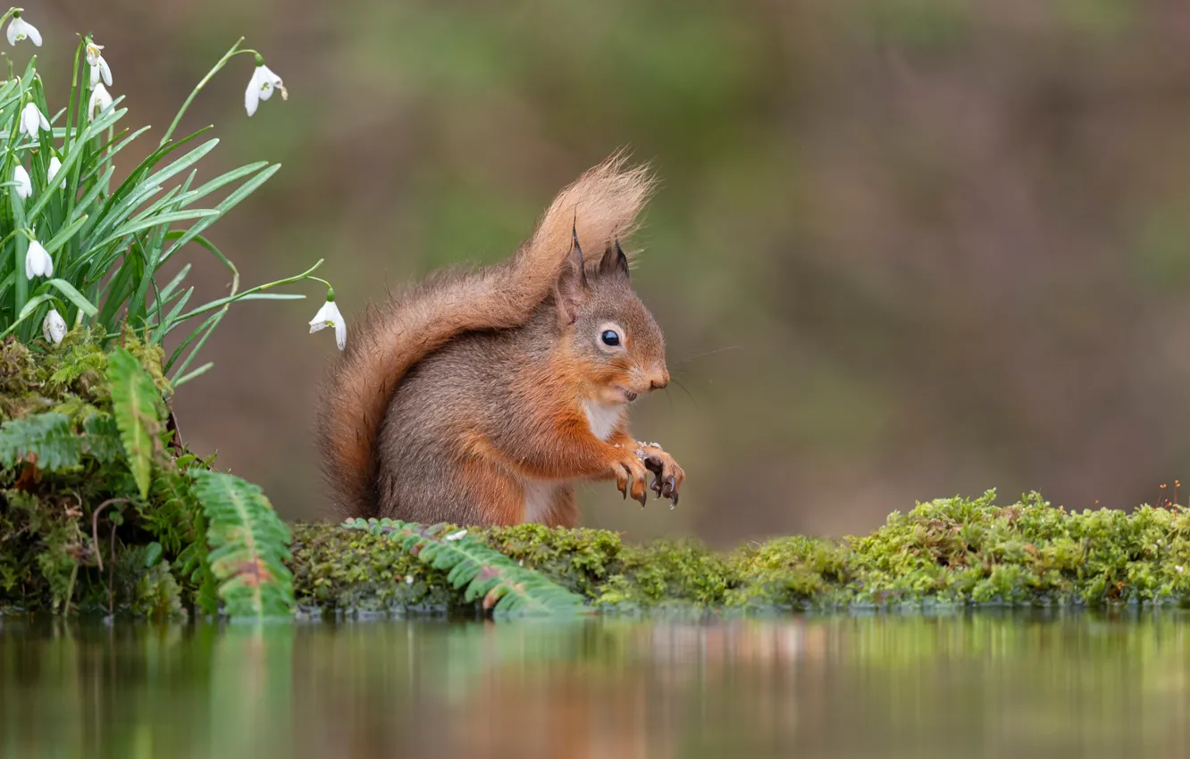Фото обои белка, подснежники, водоем, бережок