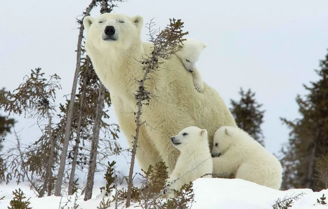 Фото обои семья, медвежонок, белый медведь