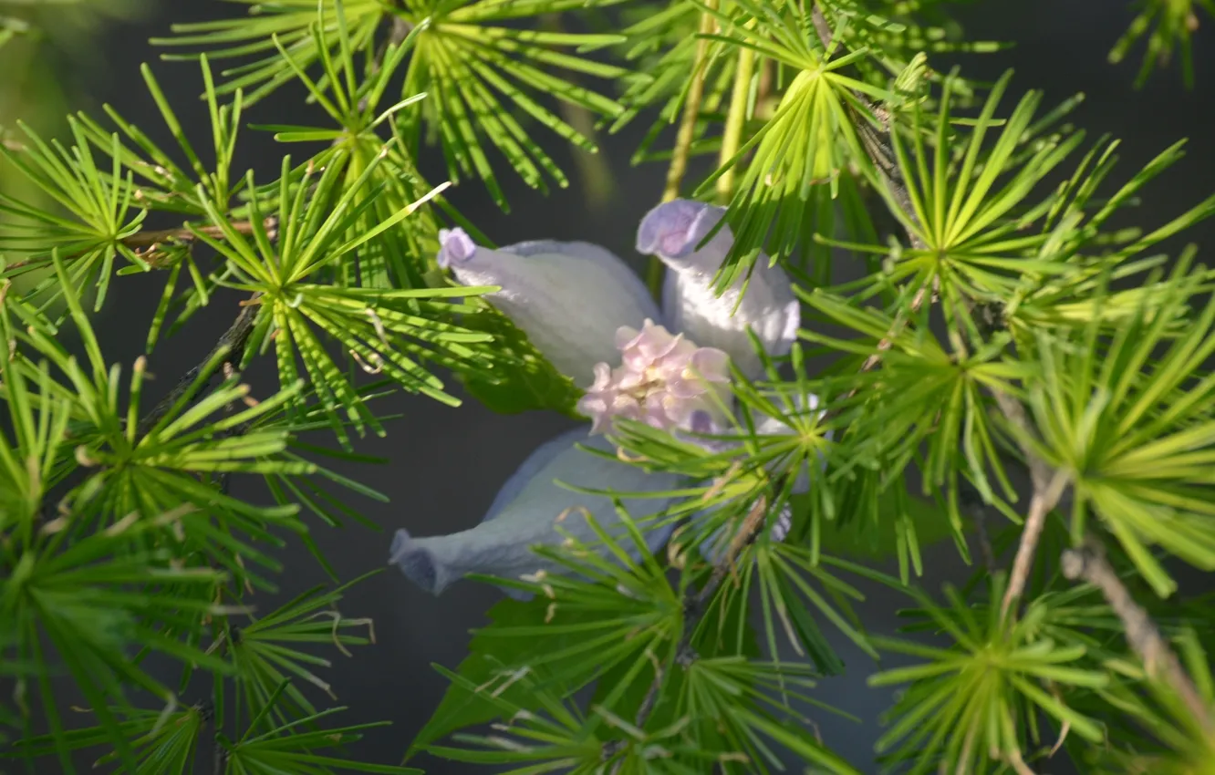 Фото обои лето, цветы, иголки, красиво, лиственница