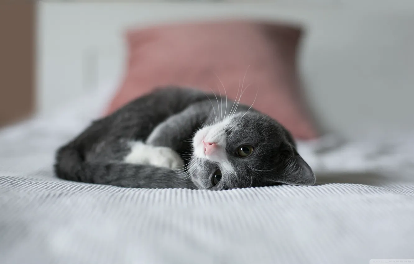 Фото обои кровать, котик, пушистый, лежит, котёнок